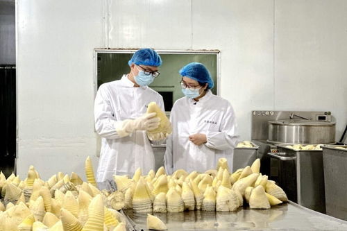 搶鮮出海 畬鄉(xiāng)筍罐頭走俏西班牙，傳統(tǒng)食品打開國(guó)際新銷路